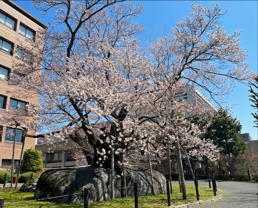 石割桜