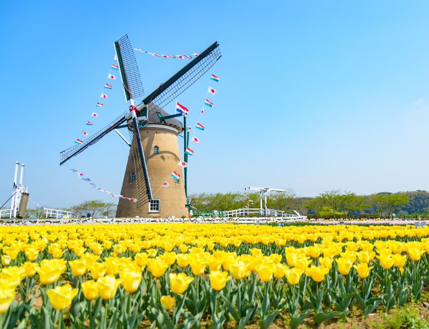 チューリップ畑と風車