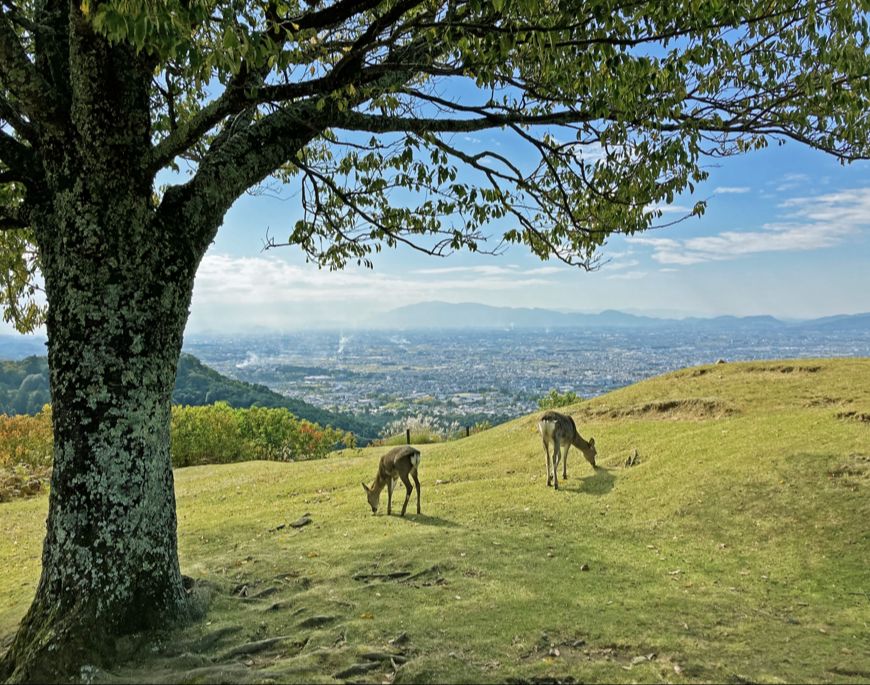 若草山