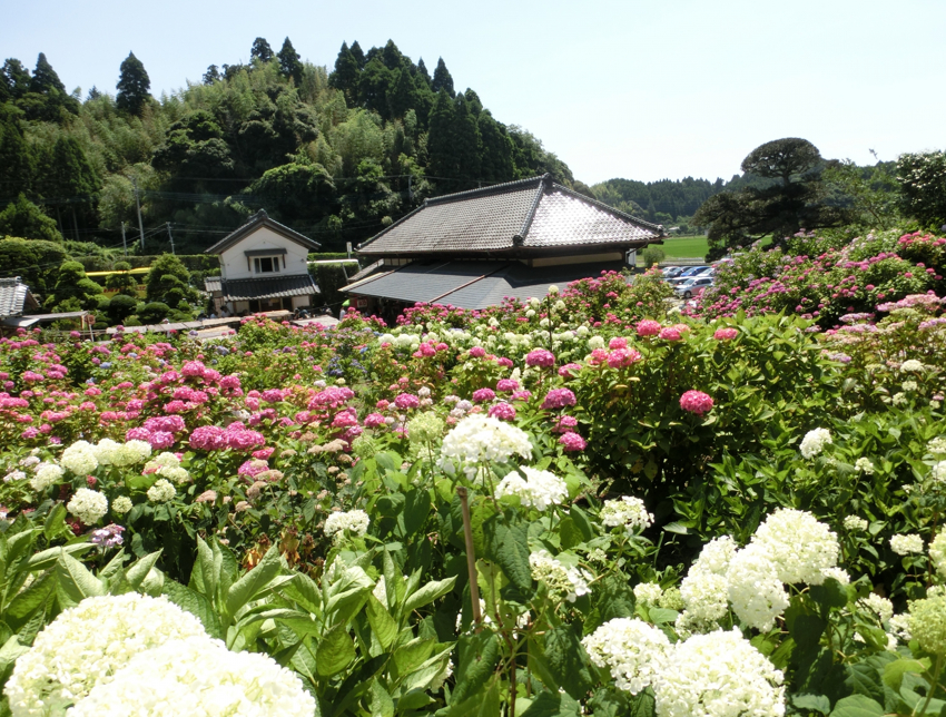 あじさい屋敷