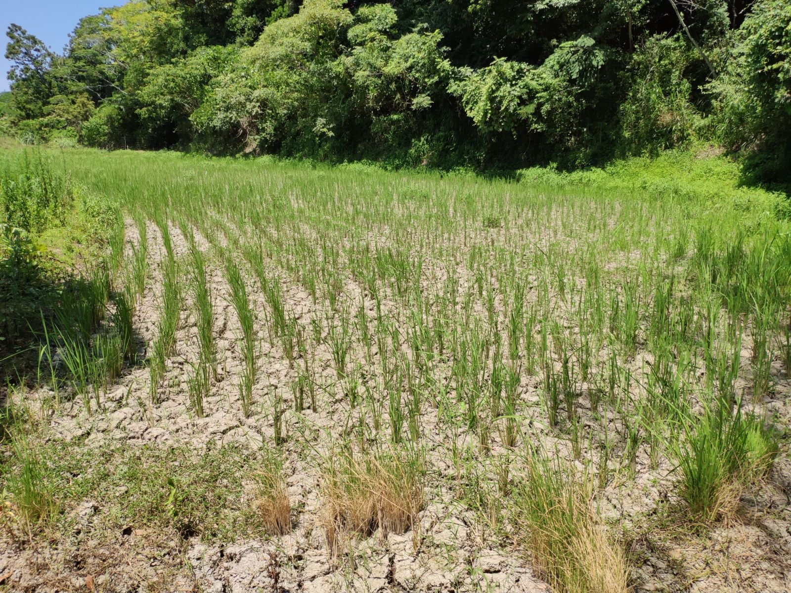鹿やキョンに食害されて全く育たなかった水田