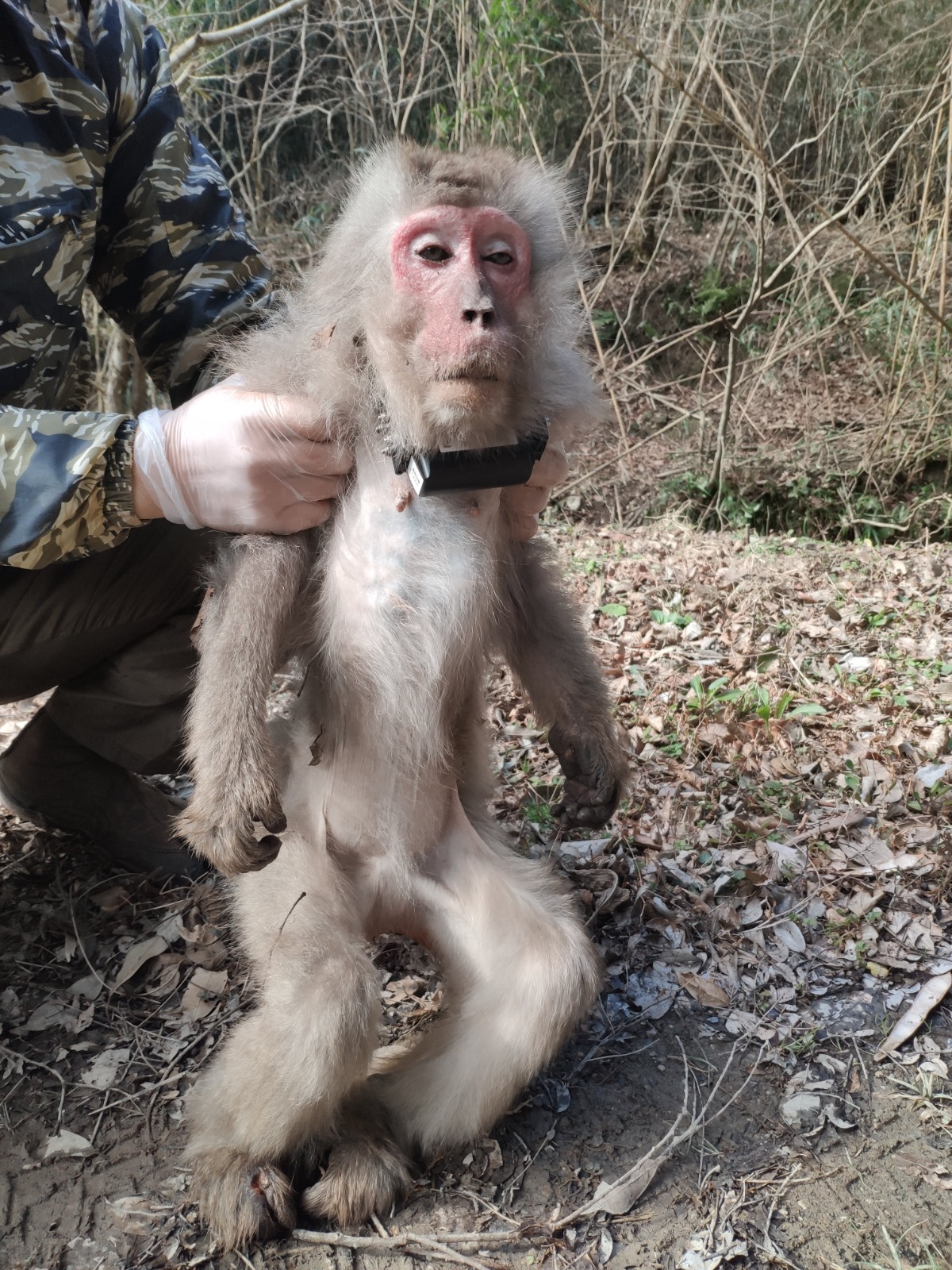 　GPS付き首輪を装着し群れにもどす