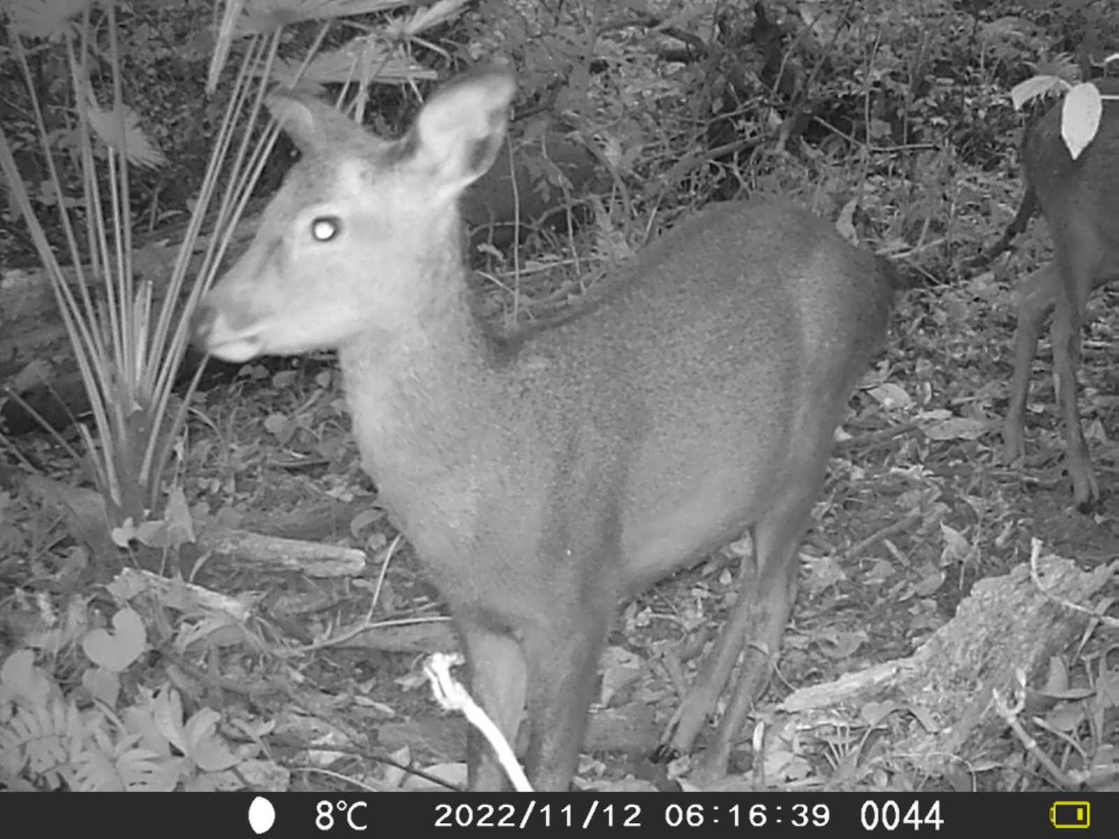 　捕獲場所付近のメス鹿